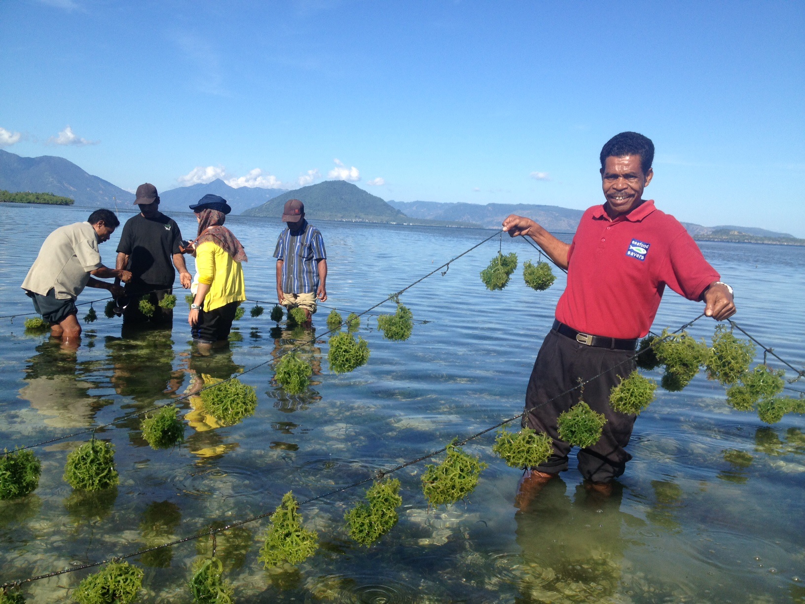 WWF-ID dan FoRLa-Alor Wujudkan Praktik Budi Daya Rumput Laut yang Bertanggung Jawab